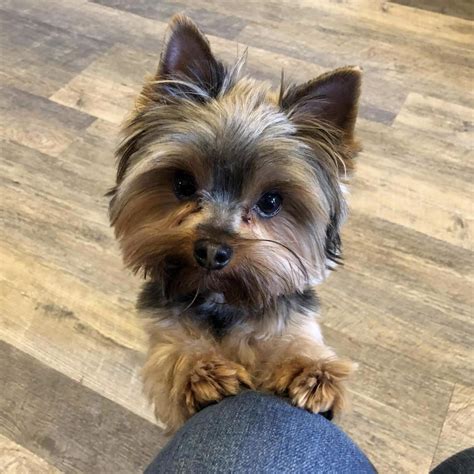 Morkies are adorable, fun, playful, and feisty little fluffballs. . Yorkie near me
